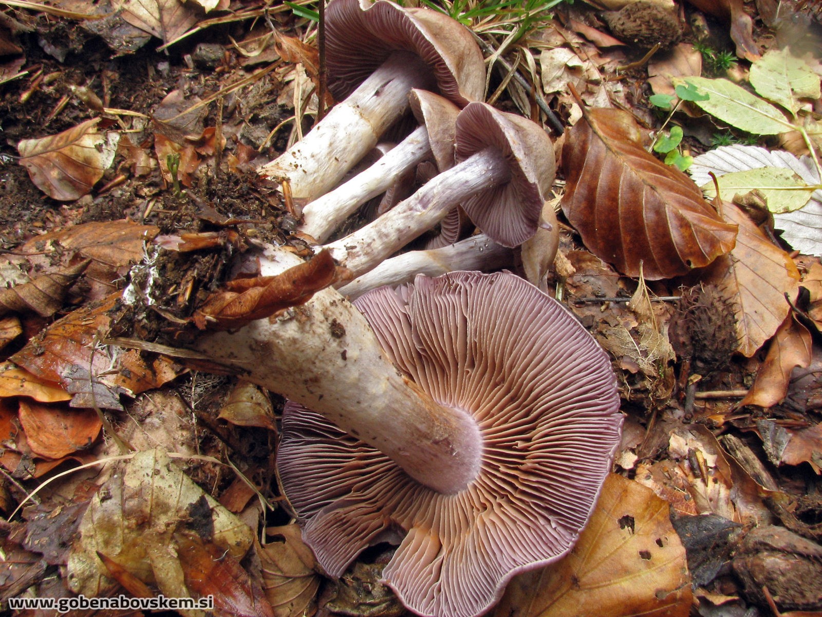 Cortinarius anomalus Nepravilna koprenka Gobe na Bovškem