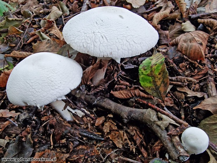 AGARICUS SYLVICULA3