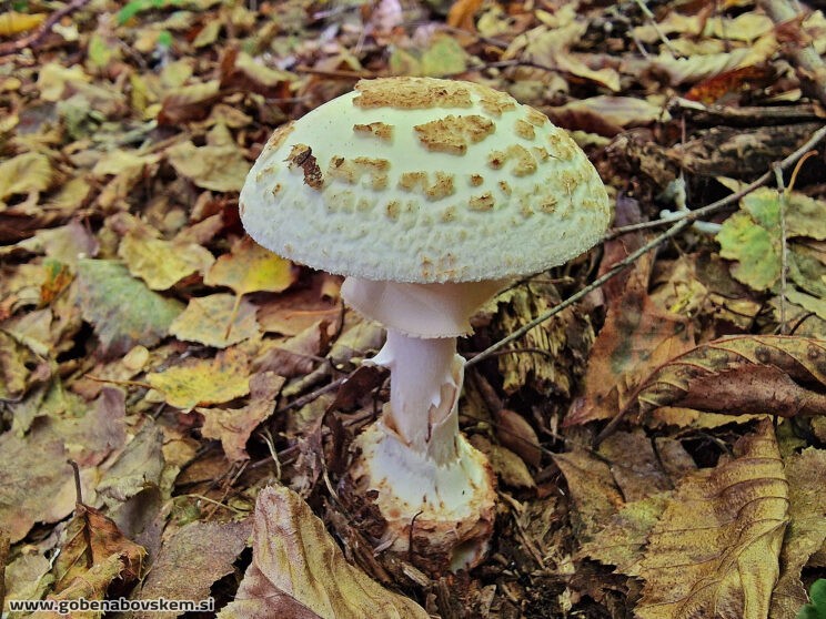 AMANITA CITRINA