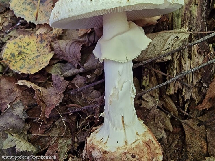 AMANITA CITRINA2