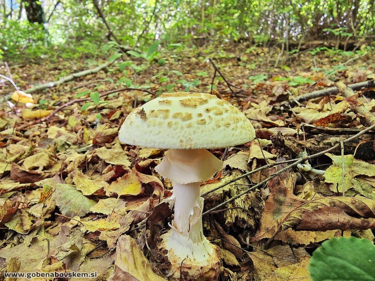 AMANITA CITRINA3