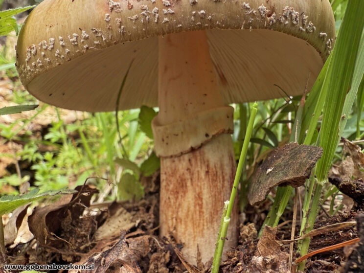 AMANITA RUBESCENS