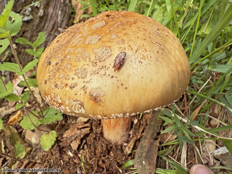 AMANITA RUBESCENS2
