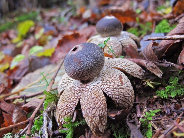 ASTREUS HYGROMETRICUS2