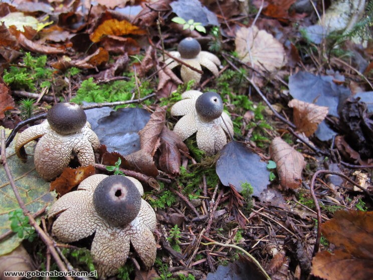 ASTREUS HYGROMETRICUS5