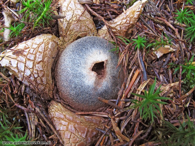 Astraeus hygrometricus2