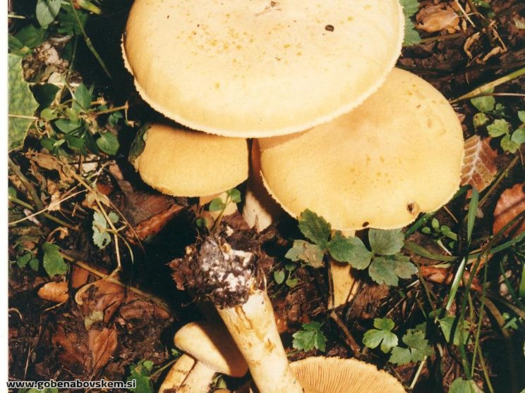 BLEŠČAVA LUSKARICA1.JPG