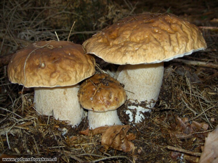 BOLETUS EDULIS (2)