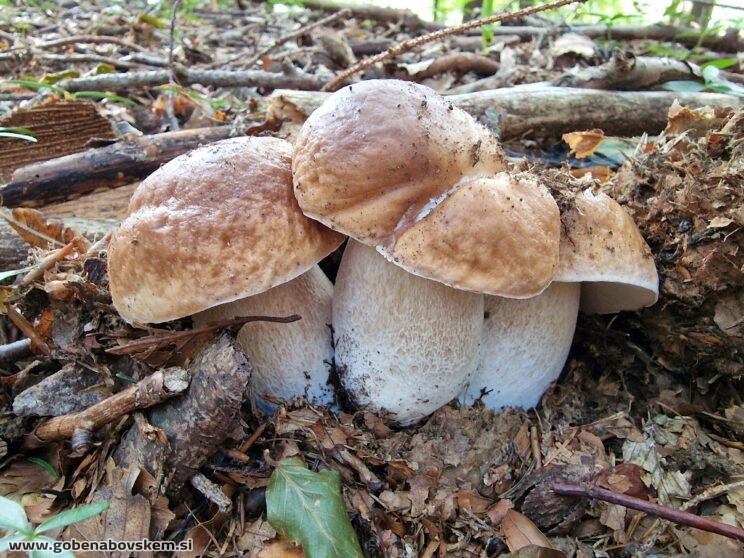 BOLETUS EDULIS (3)