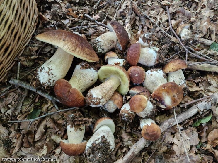 BOLETUS EDULIS (4)