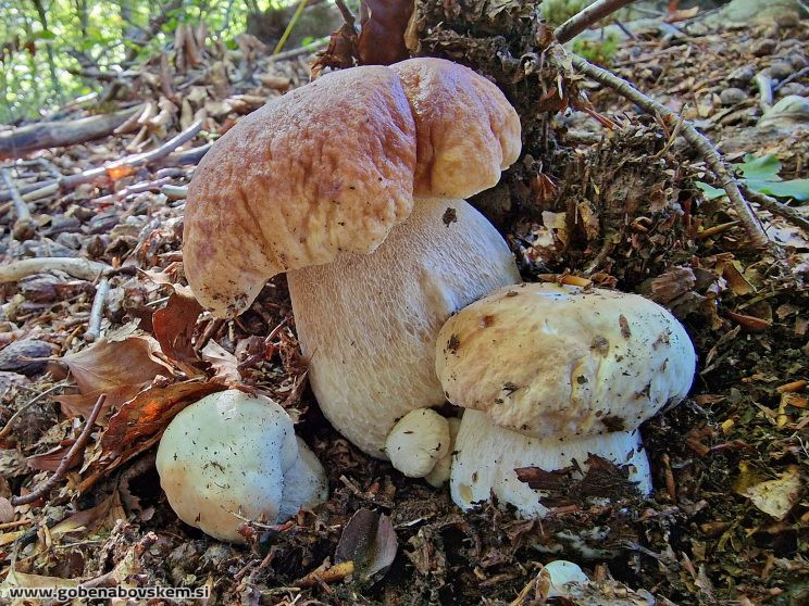 BOLETUS EDULIS