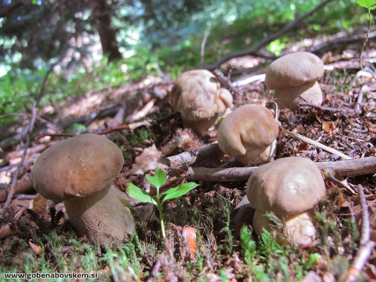 Boletus reticulatus Gobe na Bovškem
