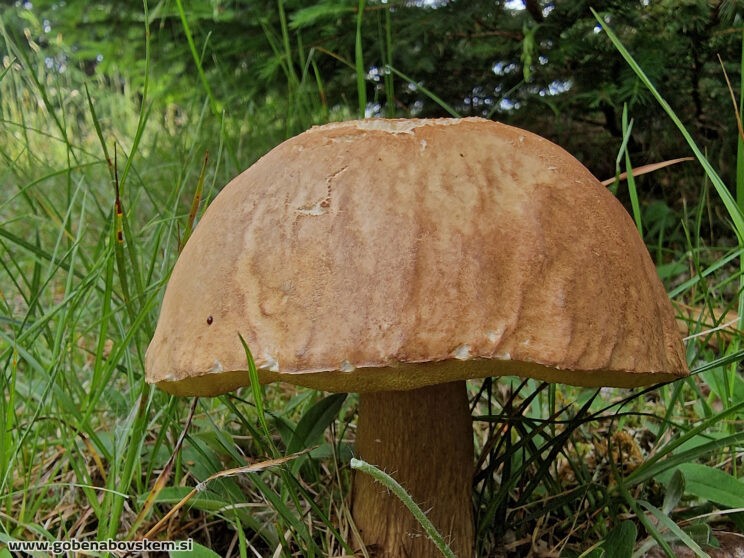 BOLETUS RETICUČATUS PRVI LETOS