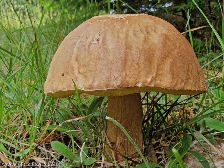 BOLETUS RETICUČATUS PRVI LETOS2