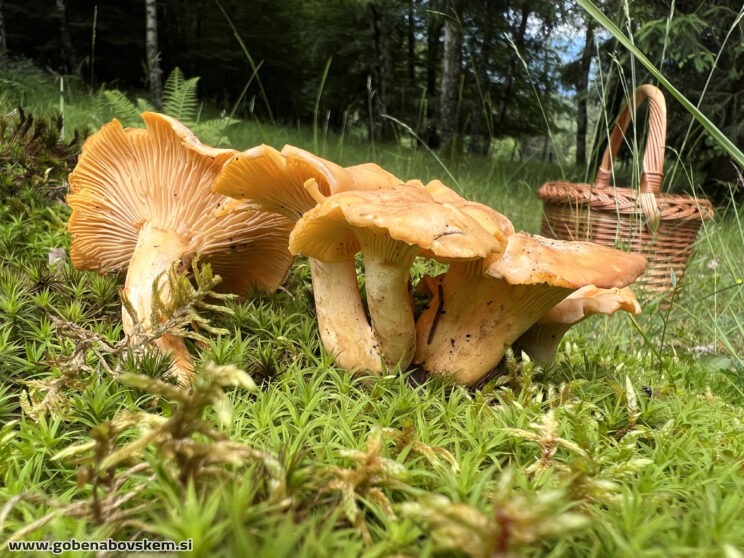 CANTHARELLUS CIBARIUS (1)