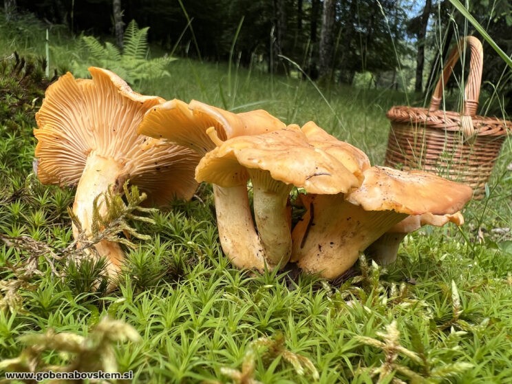 CANTHARELLUS CIBARIUS (2)