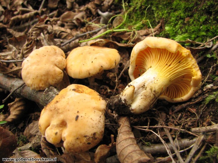 CANTHARELLUS CIBARIUS (5)