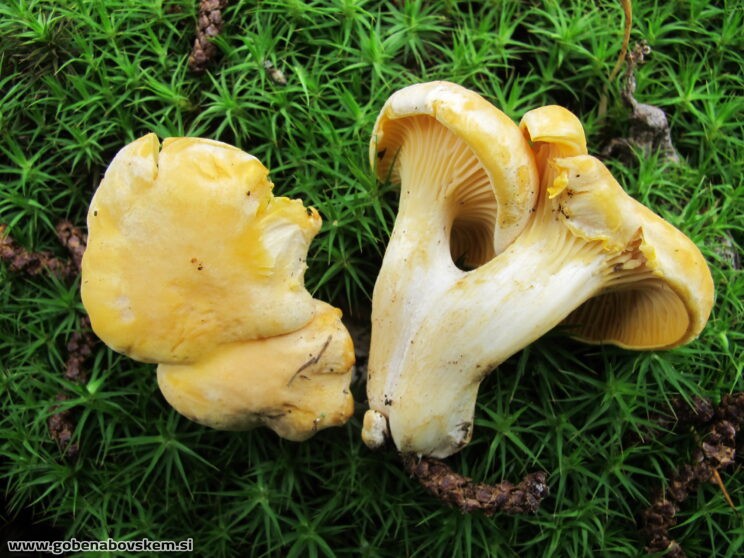 CANTHARELLUS CIBARIUS