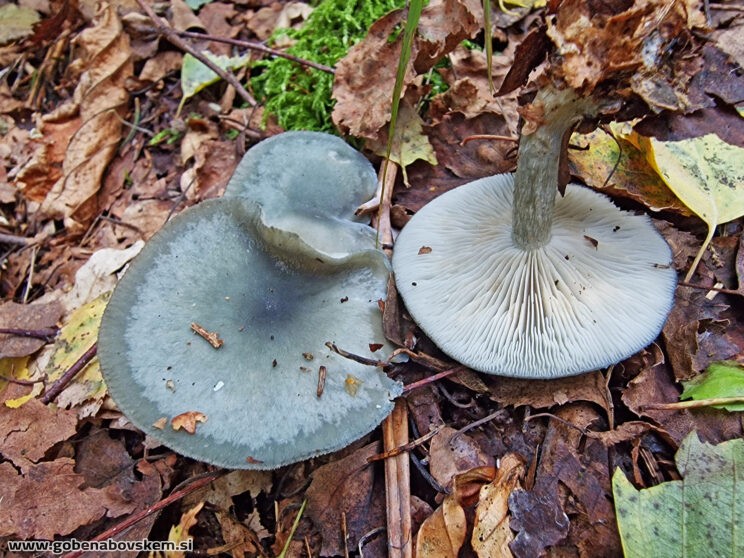 CLITOCYBE ODORA