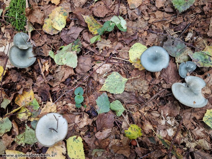 CLITOCYBE ODORA2