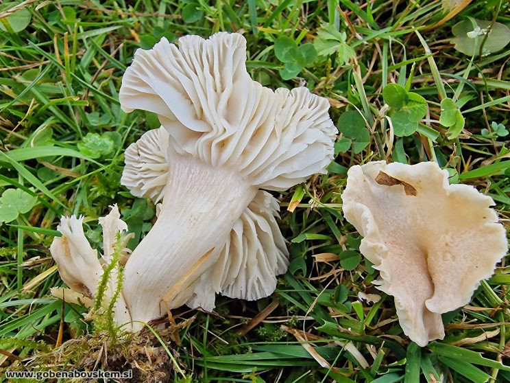 CUPHOPHYLLUS PRATENSIS VAR.PALIDA