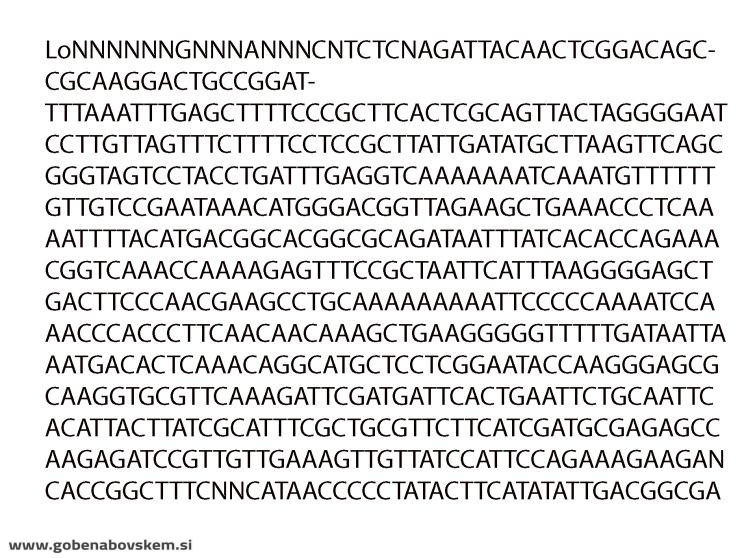 CUPHOPHYLLUS PRATENSIS VAR.PALIDA3