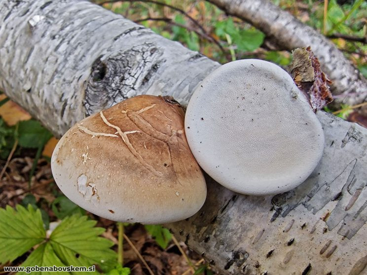 FOMITOPSIS BETULINA