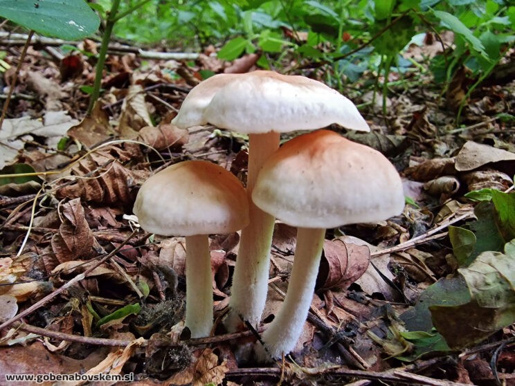 GYMNOPUS HARIOLORUM