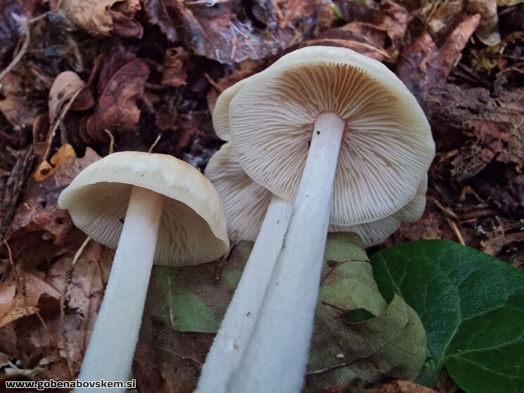 GYMNOPUS HARIOLORUM2