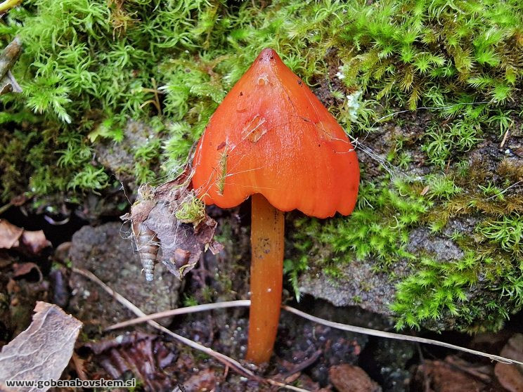 HYGROCYBE CONICA
