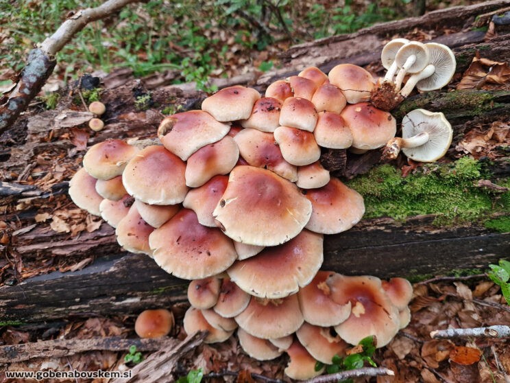 HYPHOLOMA LATERITIUM2