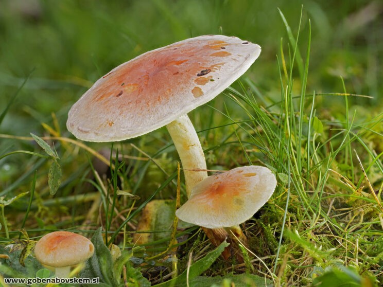 HYPHOLOMA SP