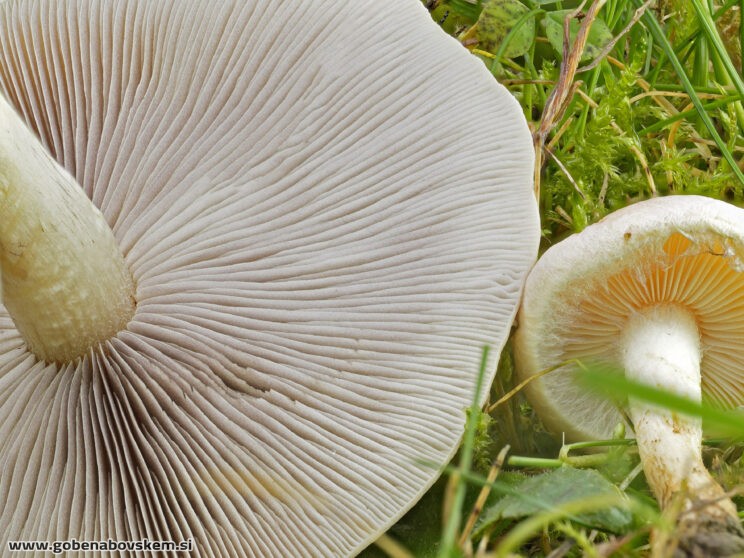 HYPHOLOMA SP2