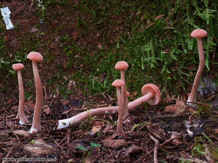 LACCARIA LACCATA svetlejša