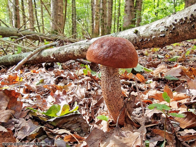 LECCINUM AURANTIACUM