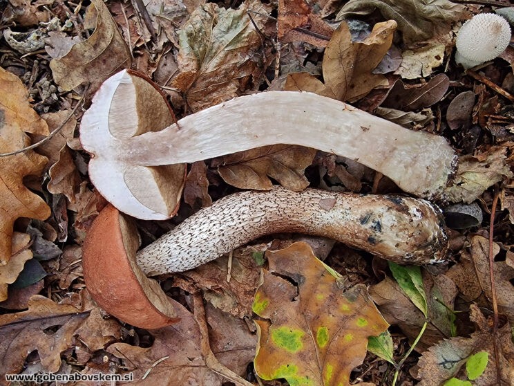 LECCINUM AURANTIACUM2