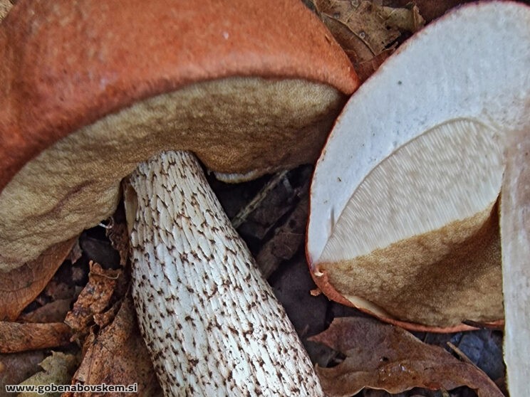 LECCINUM AURANTIACUM3