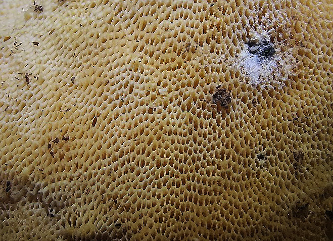 LENTINUS BRUMALIS RABELK MAREC 26 3