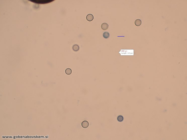 LYCOPERDON PIRYFORMIS ILOVEC 2