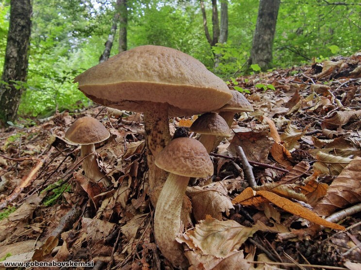 Lecinellum pseudoscabrum