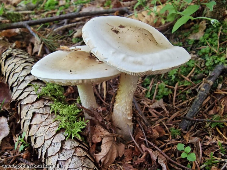 MELANOLEUCA SUBALPIBA