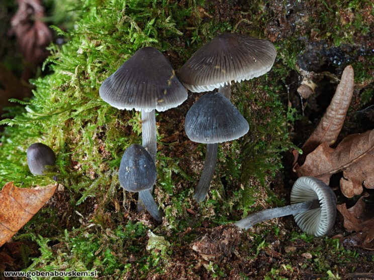 MYCENA POLYGRAMA