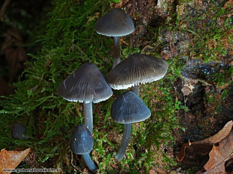 MYCENA POLYGRAMA2