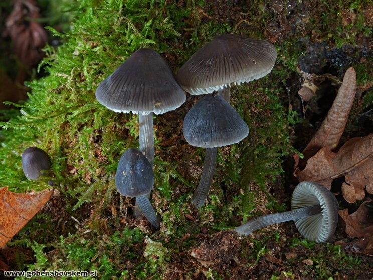 MYCENA POLYGRAMA3