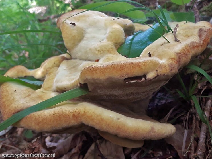 PHAEOLUS SHWAINITZII