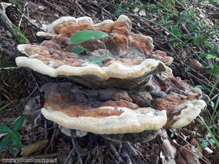 PHAEOLUS SHWAINITZII2