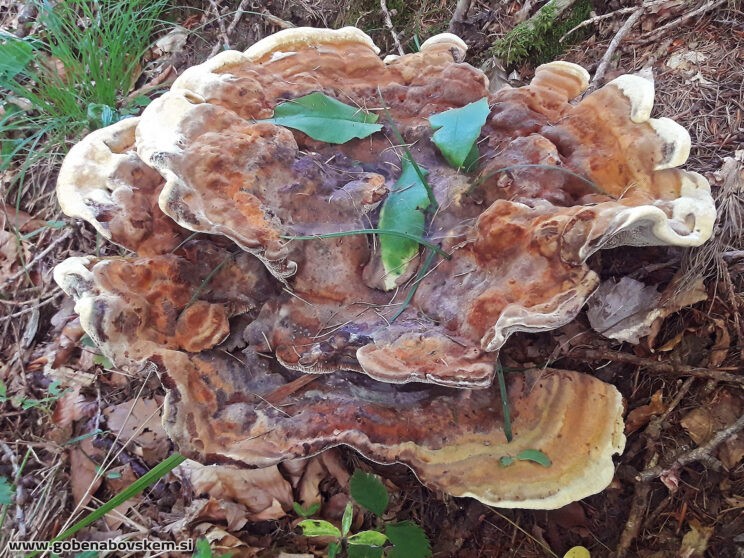 PHAEOLUS SHWAINITZII3