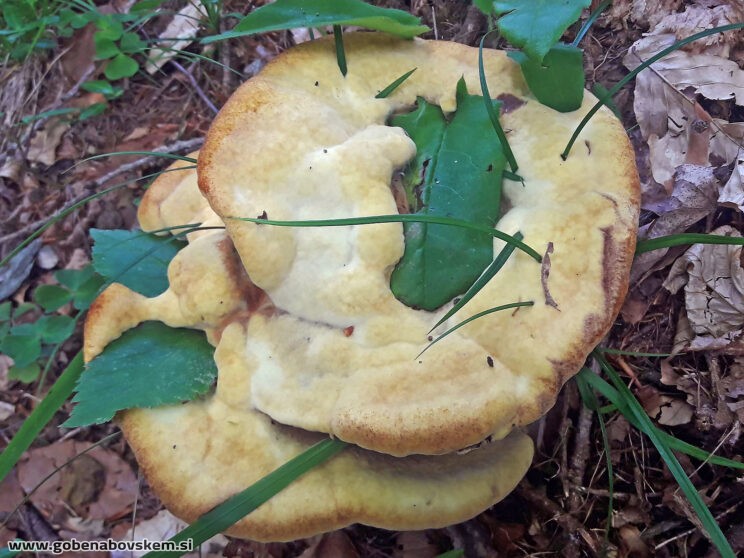PHAEOLUS SHWAINITZII4
