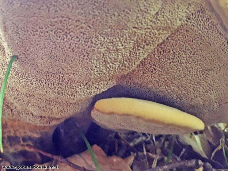 PHAEOLUS SHWAINITZII5