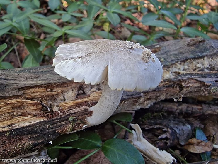 PLUTEUS CERVINUS NETIPIČEN SUHO SLATENIK 2